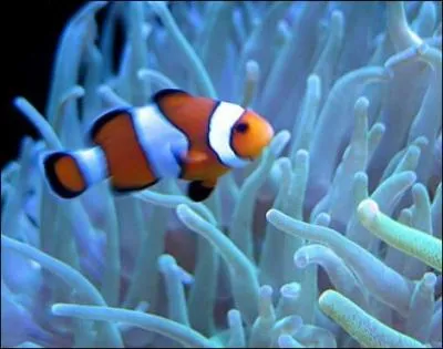 He didn't hide in a horse, but he knew how to make people laugh!