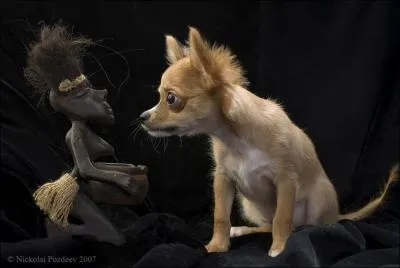 Which saint is represented, in statue, with his dog in the cathedral Notre-Dame d'Amiens?