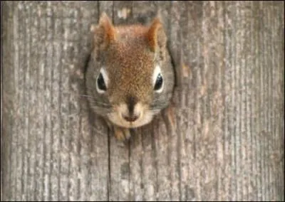 What's the name of the squirrel, mascot and logo of the Caisse d'epargne ,