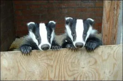 He'll give you a hard time, but he'll lather you up!