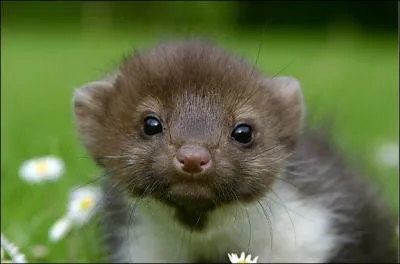 French rapper who sings in Capitale du crime !