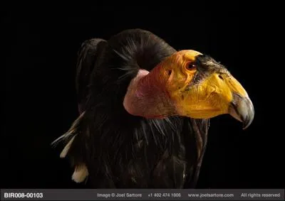 Actor, he played the role of a rookie secret agent, threatened for three days