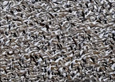 She's considered to be rather ingenious!