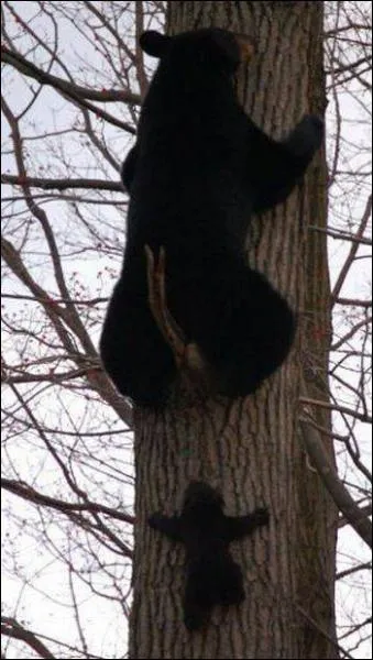 What is the bear's nickname in "Le roman de Renart"?