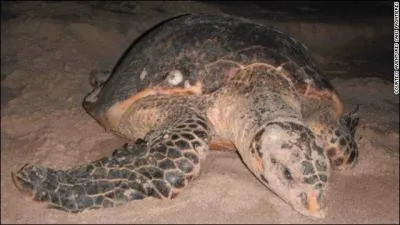 What was a Turtle Island pirate called?