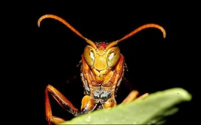 With her demonic touches, she was nicknamed "La guepe"