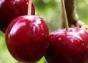 Quiz Cherchez l'intrus parmi ces fruits et légumes