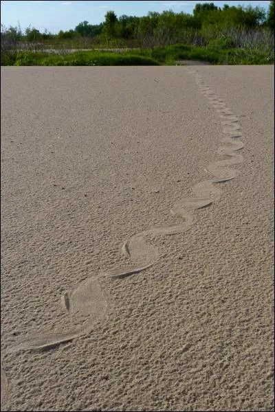 The animal which made this track is?