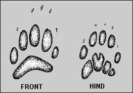 What animal made this footprint?