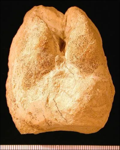 Where would you find this footprint?