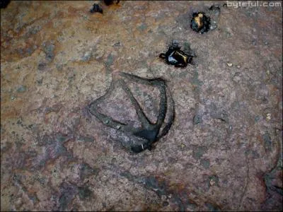 What does this footprint say about this animal?