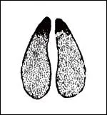 The large black marks on this track are made by?