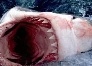 Quiz 10 espèces de requins