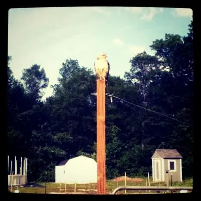Mr. Bojangles, legendary falcon friend to Incarnation Camp, can be spotted perched in what location? photo cred @ Kim Jefferson