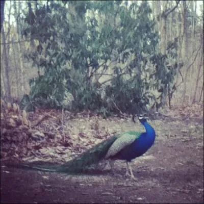 Pickles, the camp peacock, can be seen with his fellow two and four-legged friends at what camp location? photo cred @ Kim Jefferson