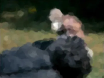 Identify this Animal