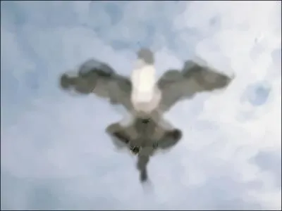 Identify this Animal