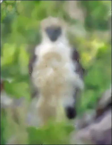 Identify this Animal