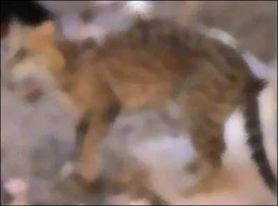 Identify this animal