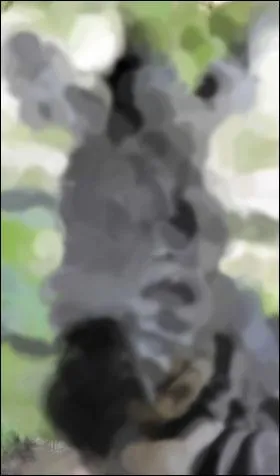 Identify this animal