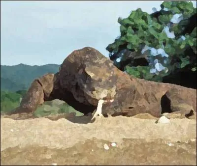 Identify this animal