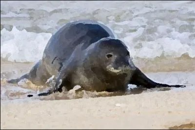 Identify this animal