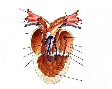 Examine the image of the frog heart. What is the name of the lumpy lower structure?