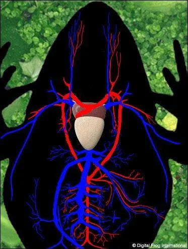 If the blue portion of the frog are veins, then the red portion is