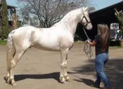 Quiz Robes des chevaux