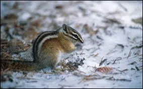 What breed are chipmunks? (2 answers)