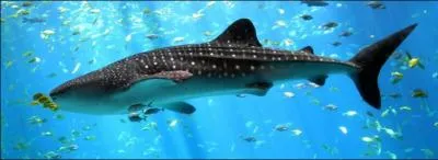 The whale shark is the