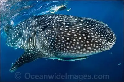 The Skin of a whale shark can be up to