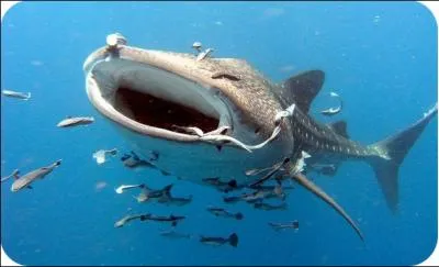 The whale shark is a filter feeder