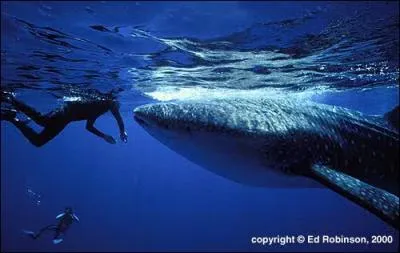 Whale sharks are harmful to humans