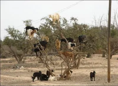 In Togo, the goats play cat and mouse!