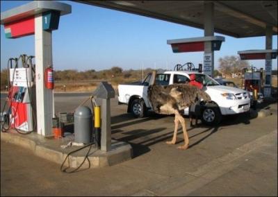 She probably needs fuel, this ostrich from Kenya!