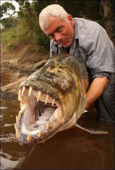 In the Democratic Republic of Congo, this goliath tiger fish has a marked preference for the fleshiest part of your person!