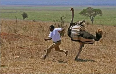 This man is extraordinary, he undertook the crossing of Chad, without stopovers, in ostrich!