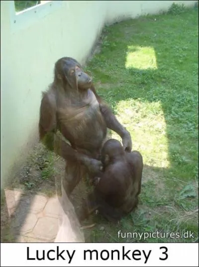 Guinea is at the top, even the monkeys have fun!