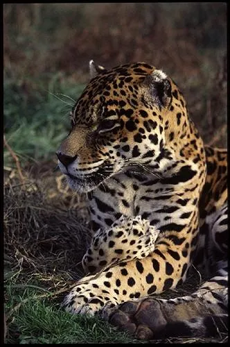 Patrick Bruel and Jean Reno's adventures in the Amazon!