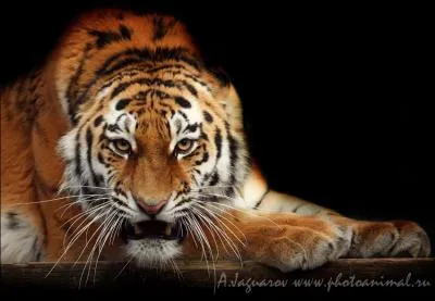 Taken away from their mother at an early age, after many ups and downs, they'll find her in the end!