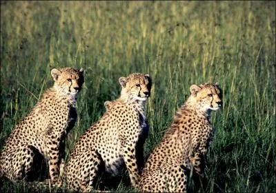 Film by Luchino Visconti, set in Sicily, starring Burt Lancaster and Alain Delon!