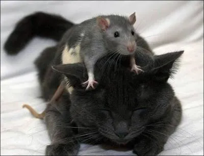 Gastronomy and cooking hold no secrets for him. In Paris, he intends to prove it!