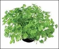 This aromatic plant also nicknamed Arabian parsley and/or Chinese parsley is actually :