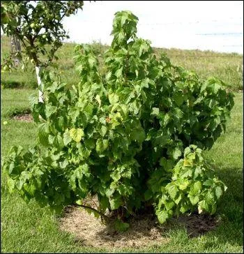I am called Noir de Bourgogne, I am a variety of the fruit of a shrub which is ...