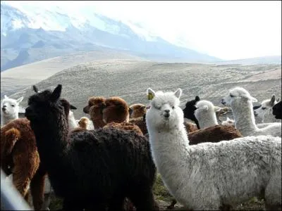 Located in the province of Pichincha, at 2850 meters of altitude, I am the capital of this country!