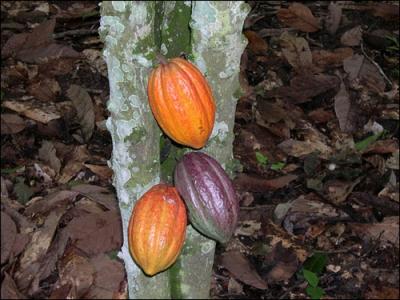 What is likely to be the weakest link in the supply chain of cocoa? (Image by International Institute of Tropical Agriculture)