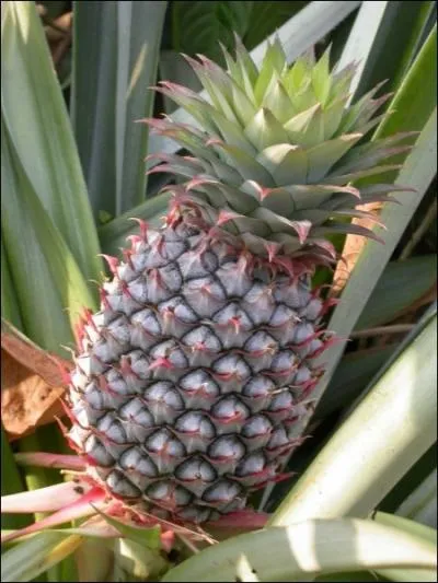What is likely to be the weakest link in the supply chain of pineapples? (Image by Wikicommons)