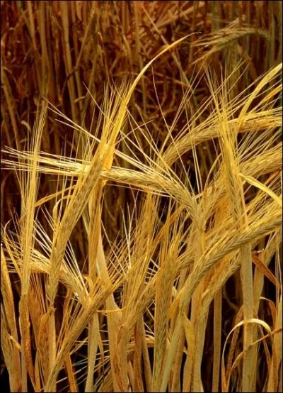 What is likely to be the weakest link in the supply chain of barley? (Image by Wikicommons)