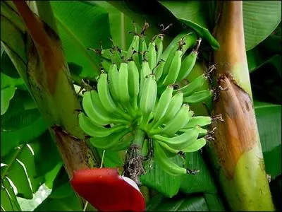 What is likely to be the weakest link in the supply chain of bananas? (Image by Doug McAbee)